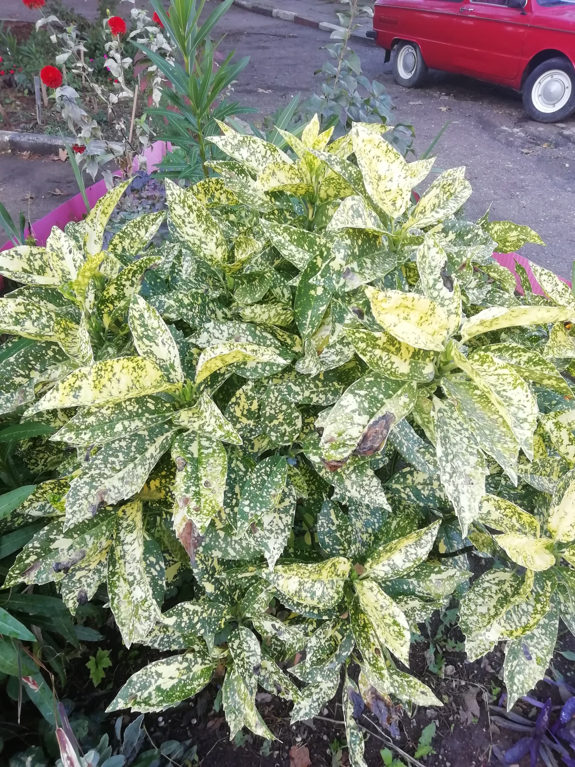 Красавица аукуба в открытом грунте.