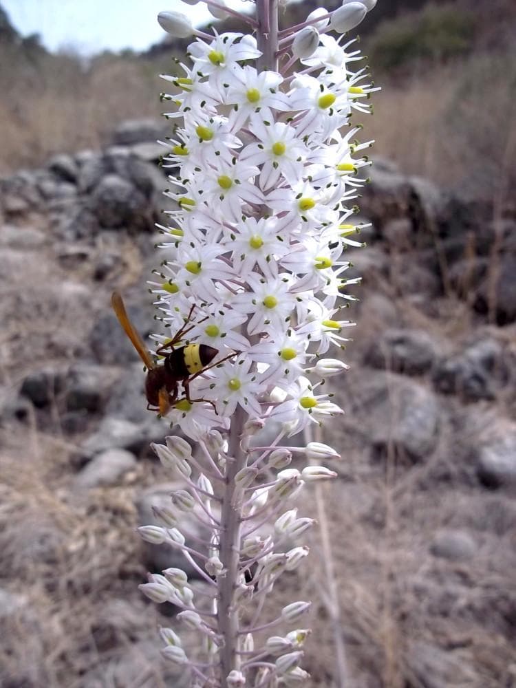 Морской лук (или Urginea maritima, или Drimia maritima)