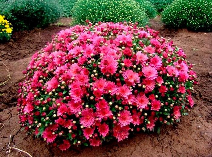 Хризантемы мультифлора (Chrysanthemum multiflora)