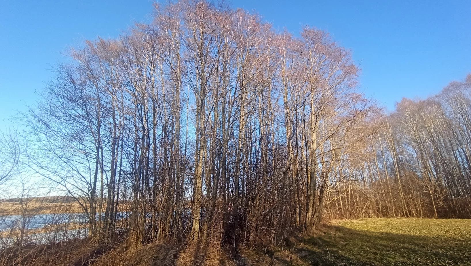 Кроны деревьев зимой