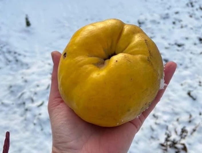 Айва Сочная удивляет размером