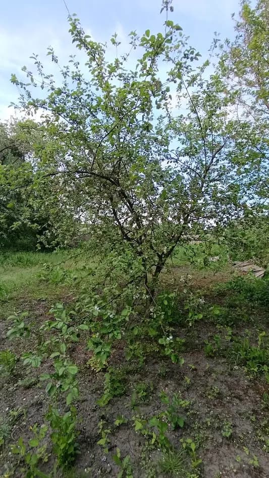У меня появился настоящий сад