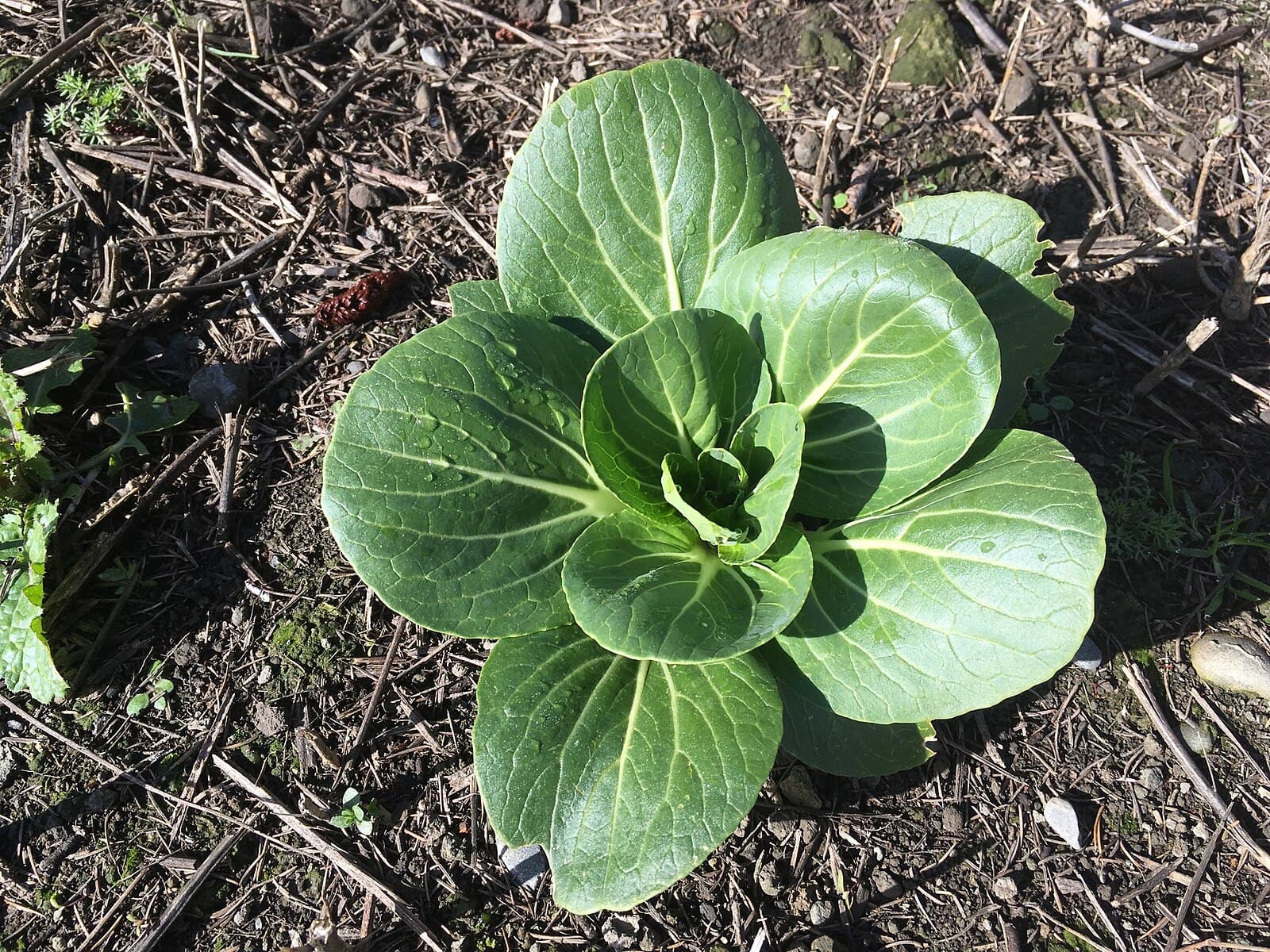 Китайская капуста