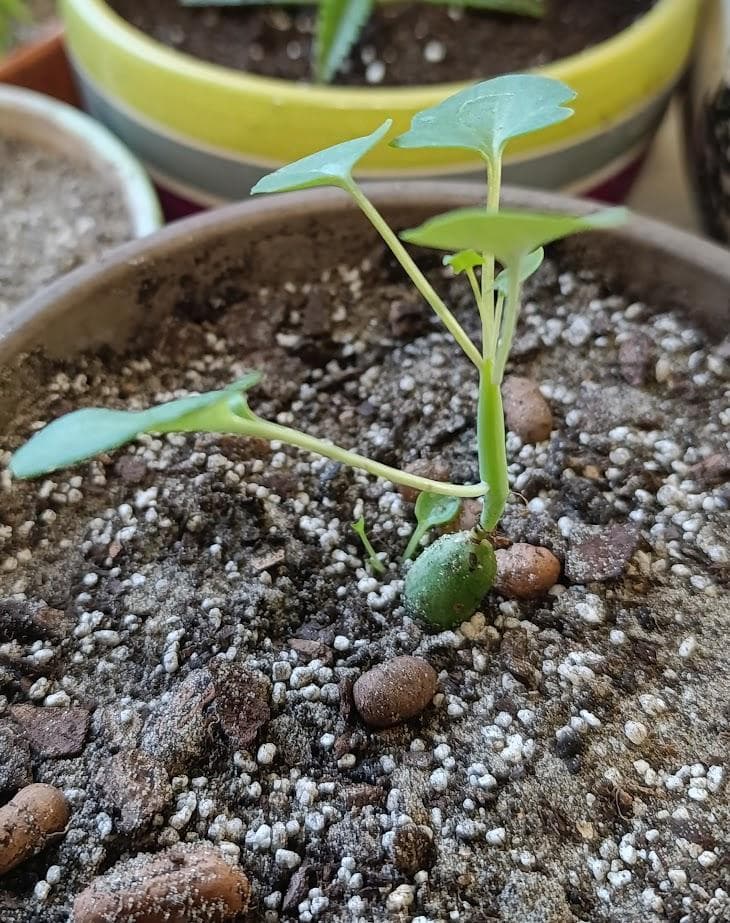 Сенецио Артикулатус (Senecio articulatus, также Baculellum articulatum, Curio articulatus или Kleinia articulata)