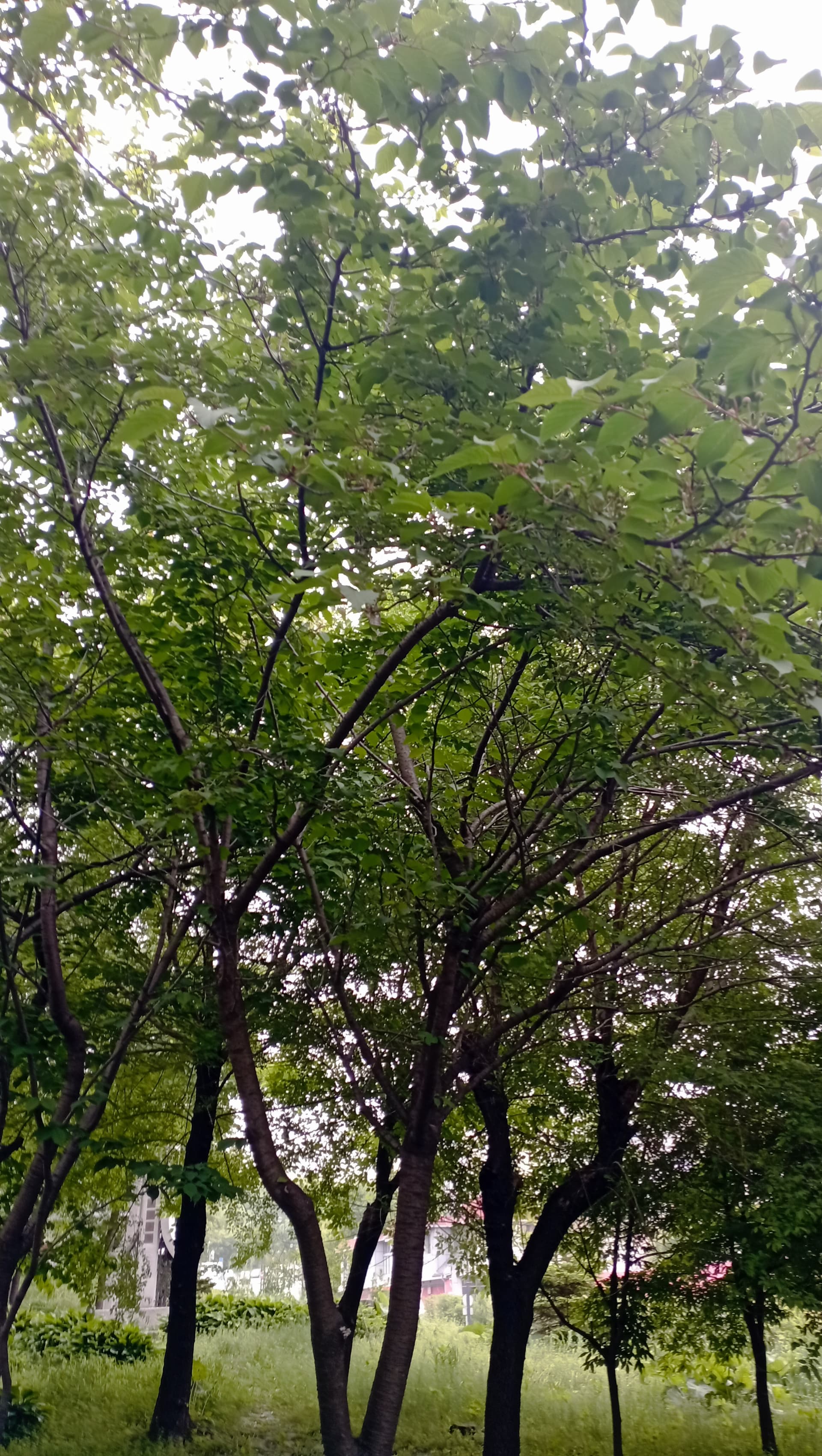 Плоды сакуры