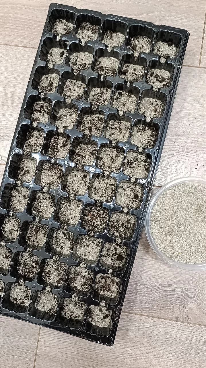 Морской нарцисс. Начало эксперимента