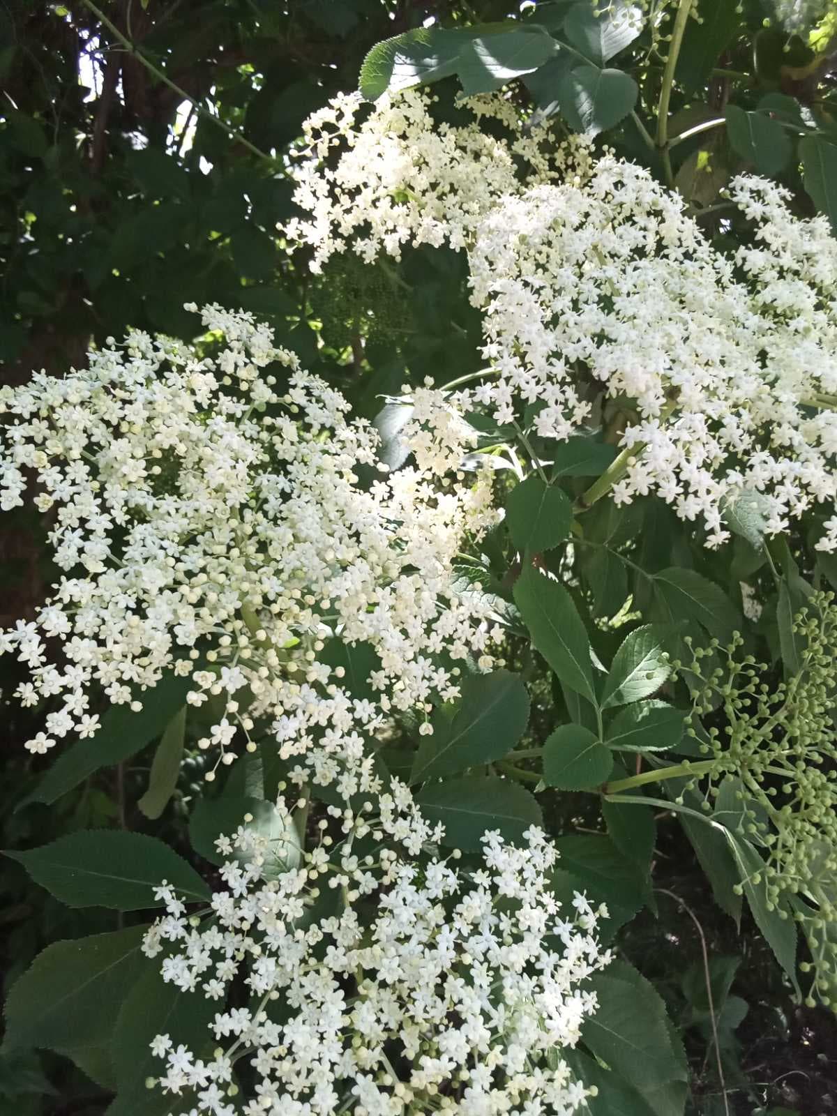 Бузина чёрная полезна, но может быть и опасна.
