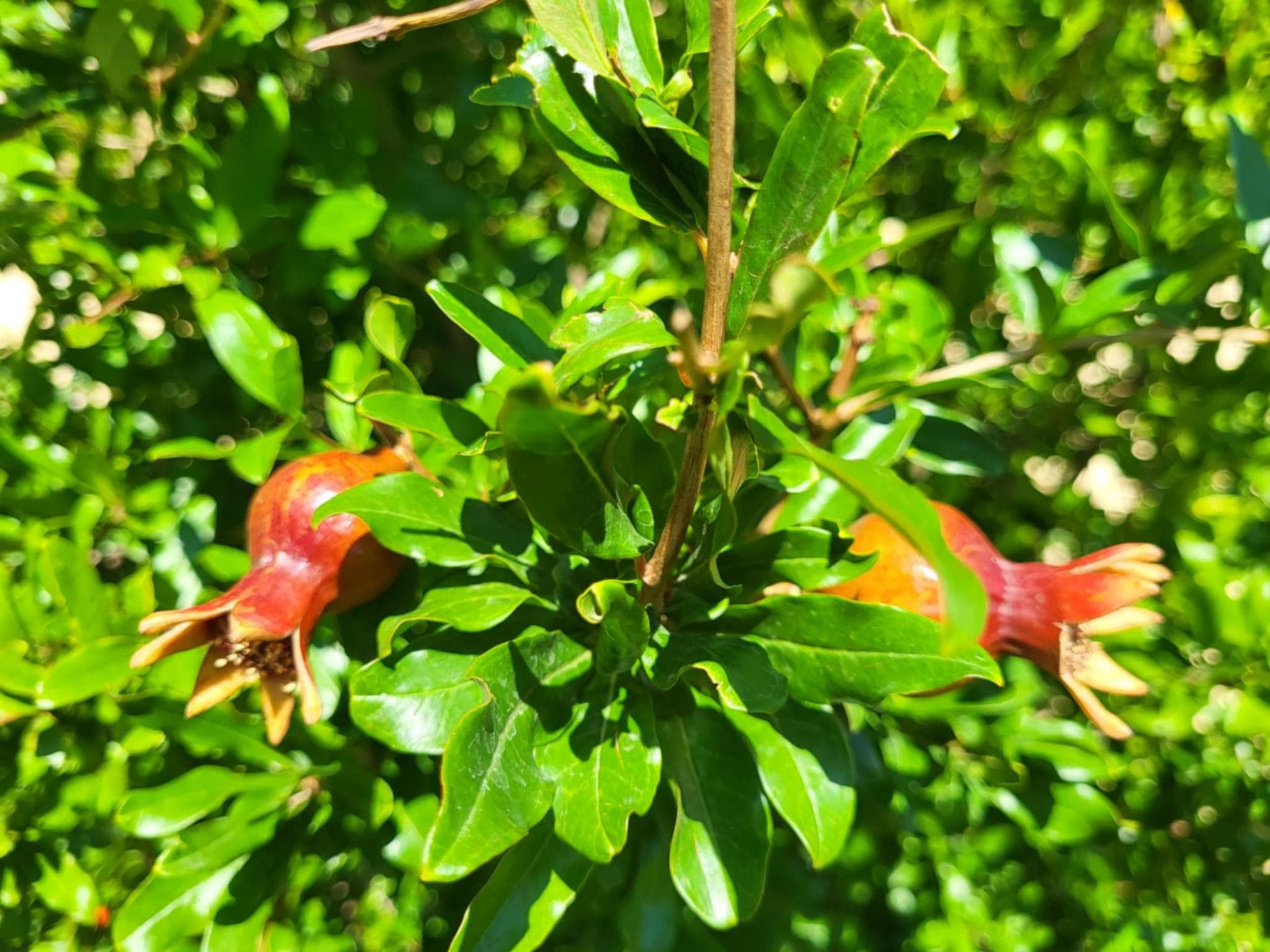 Гранат, или Гранатовое дерево (Punica granatum)