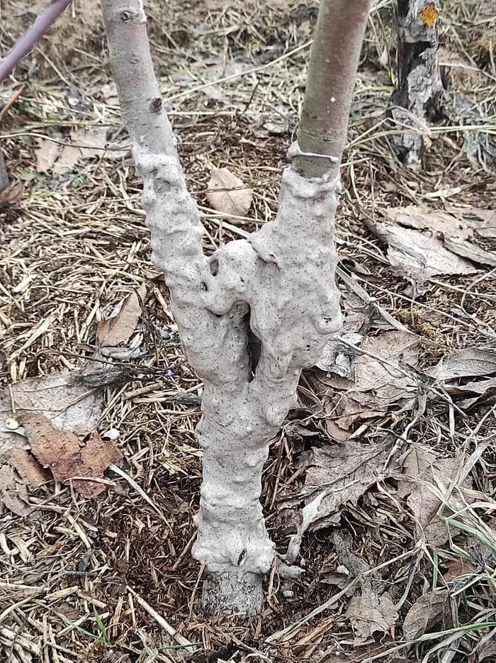 Как спасти обгрызенное дерево