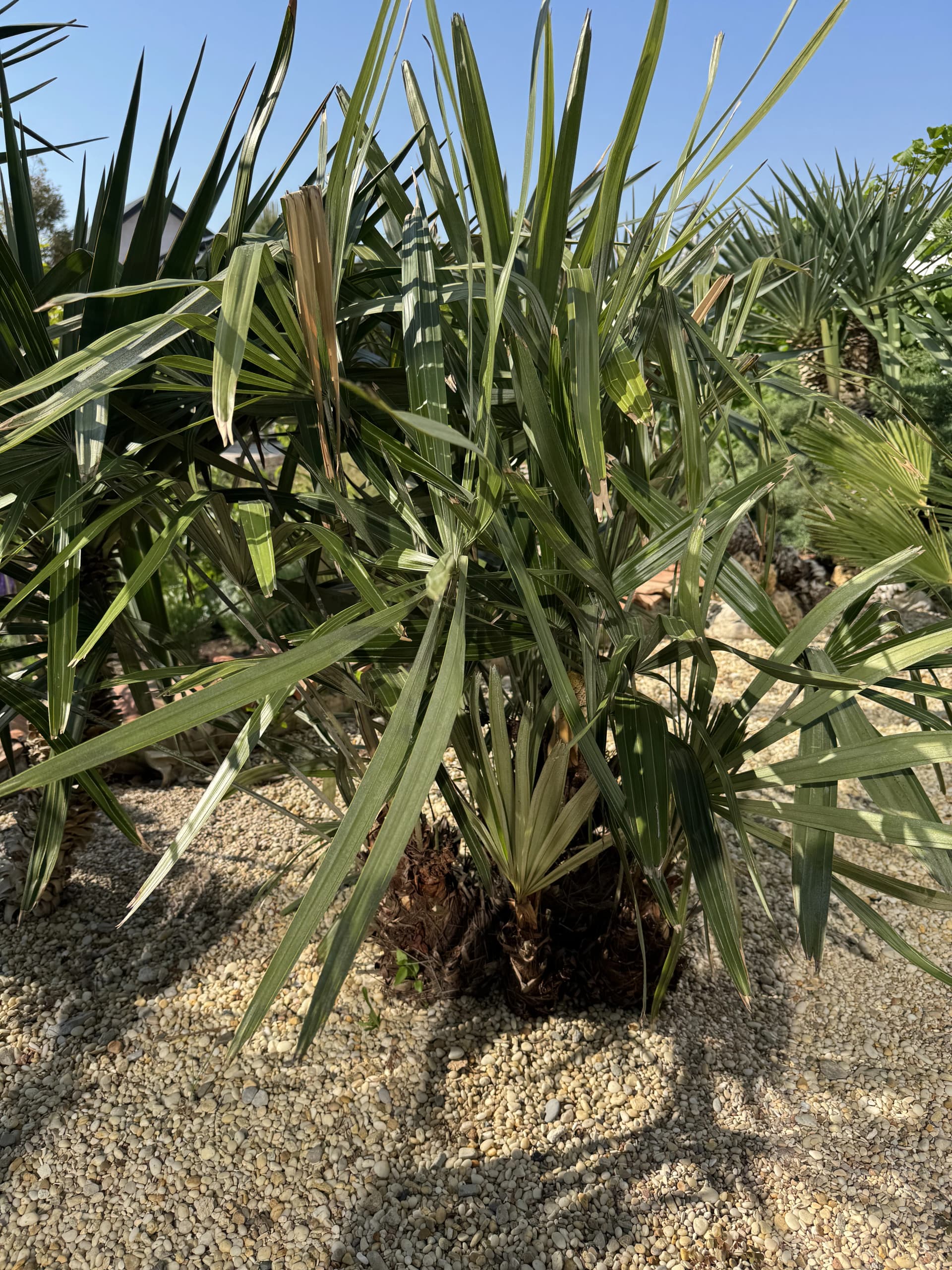 Пальма дикобраза зацвела