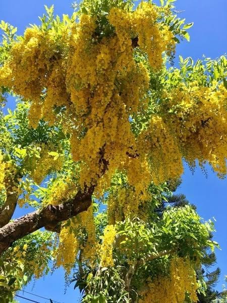 Кассия трубчатая (лат. Cassia fistula)