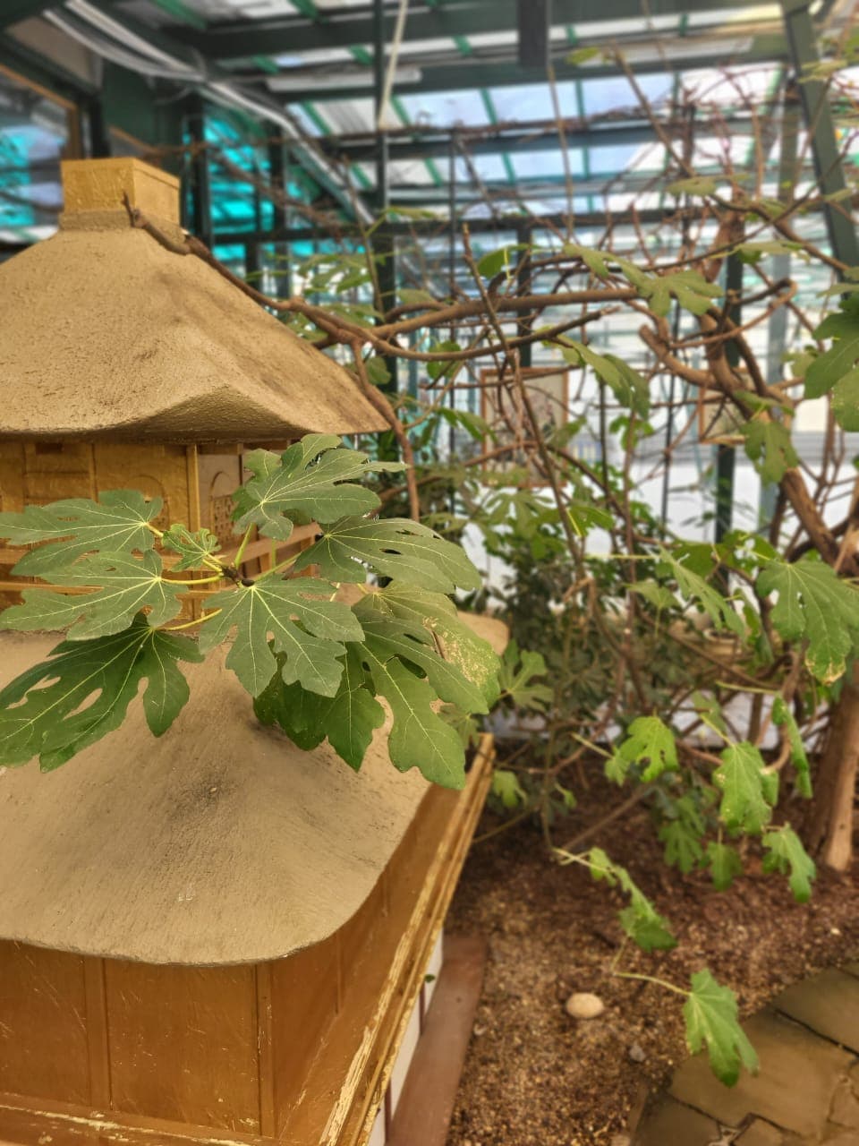 Инжир, который даёт плоды уже 14 лет.