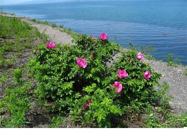 Шиповник морской украшает сады и побережья