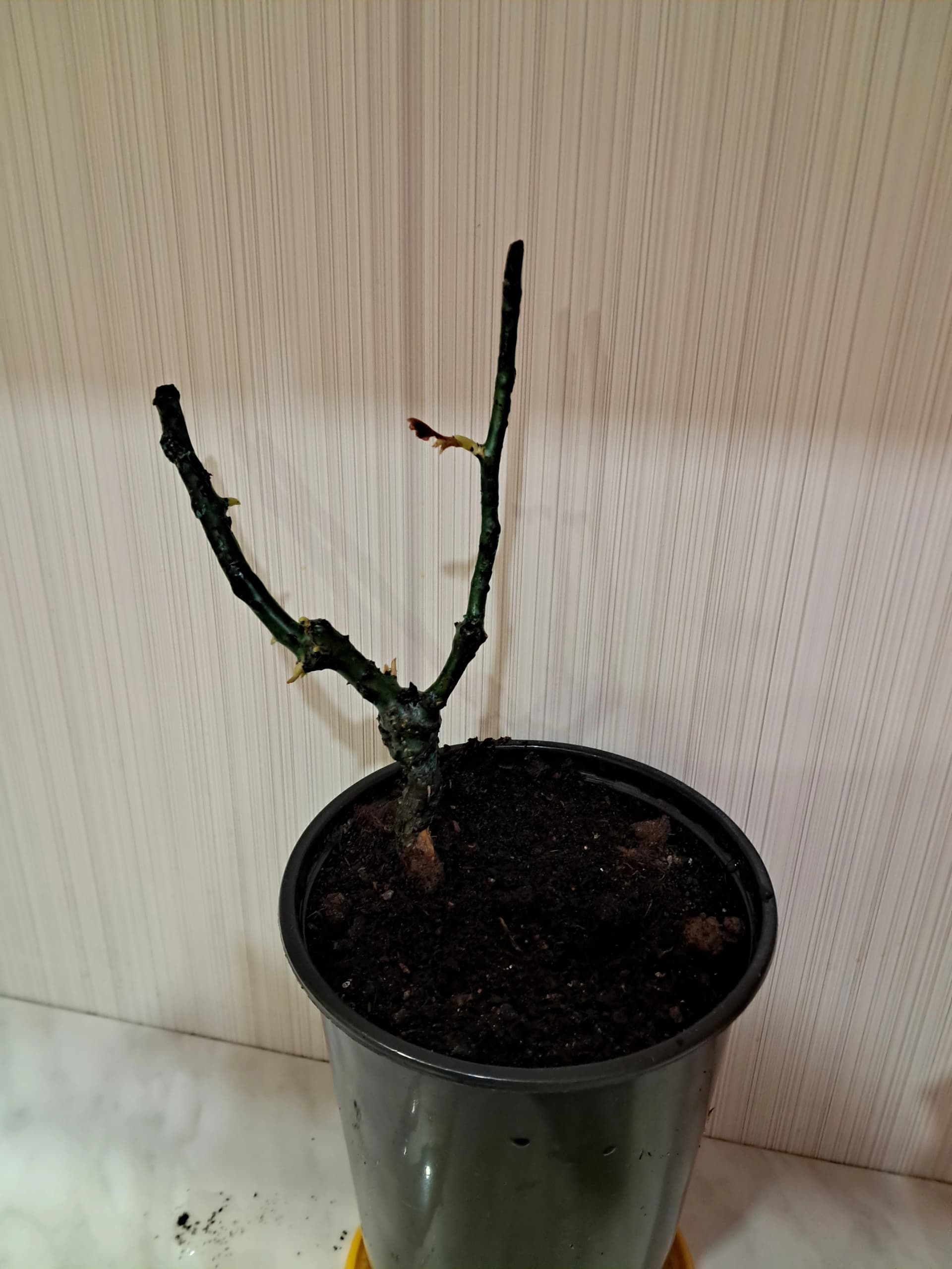 После неудачной попытки, купила новые розочки.