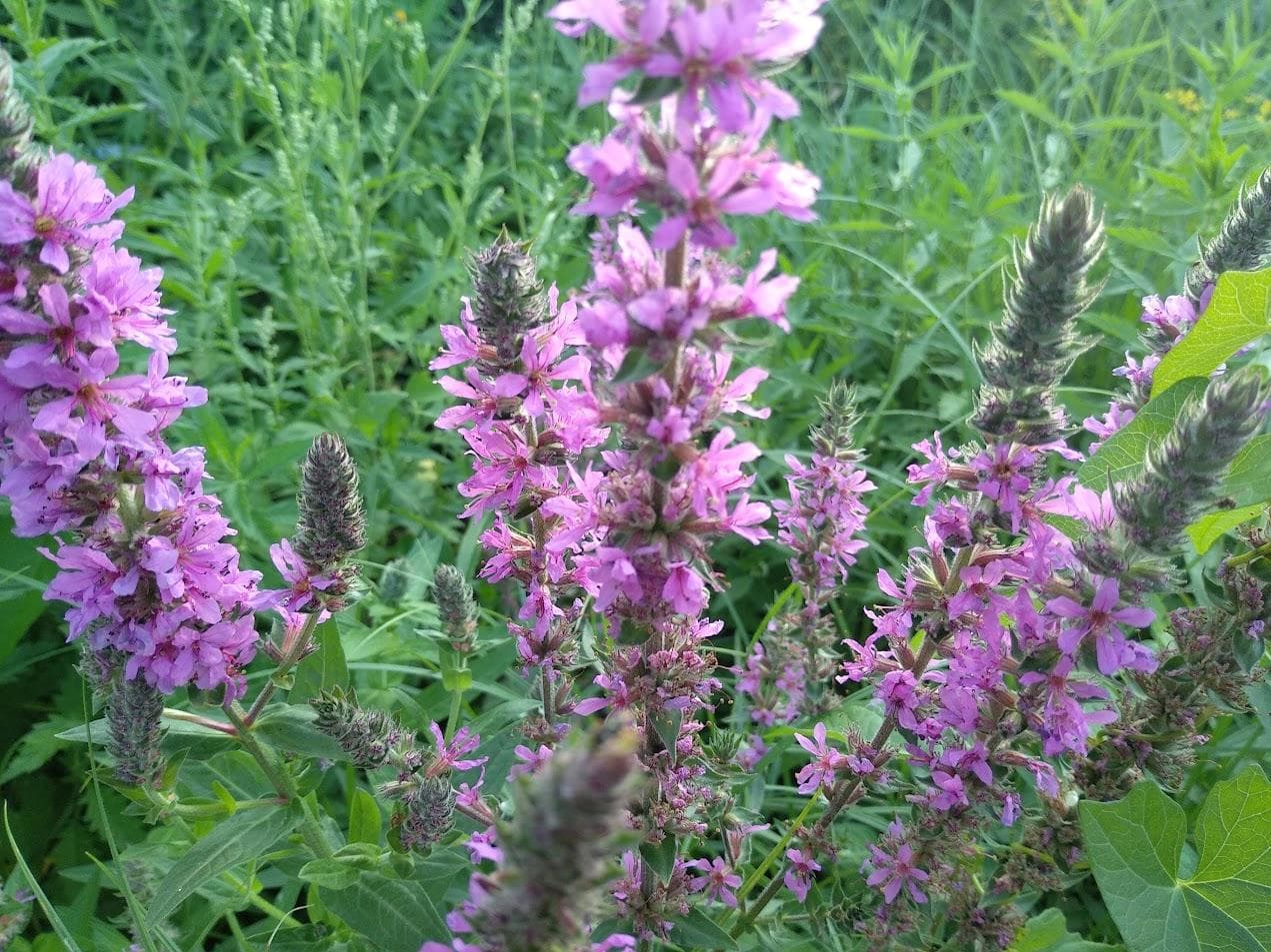 Плакун-трава, или дербенник иволистный (Lythrum salicaria)