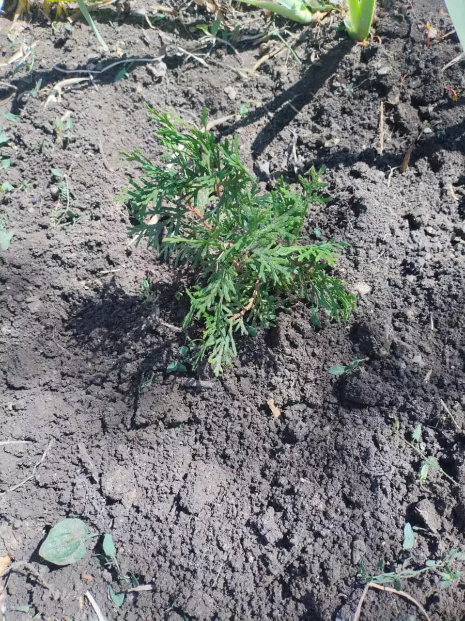 Кипарисовидные туи ещё маленькие, но уже красивые.