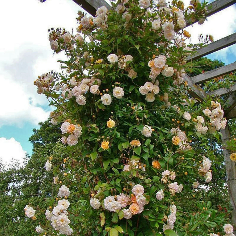 ghislaine-de-feligonde.jpg
