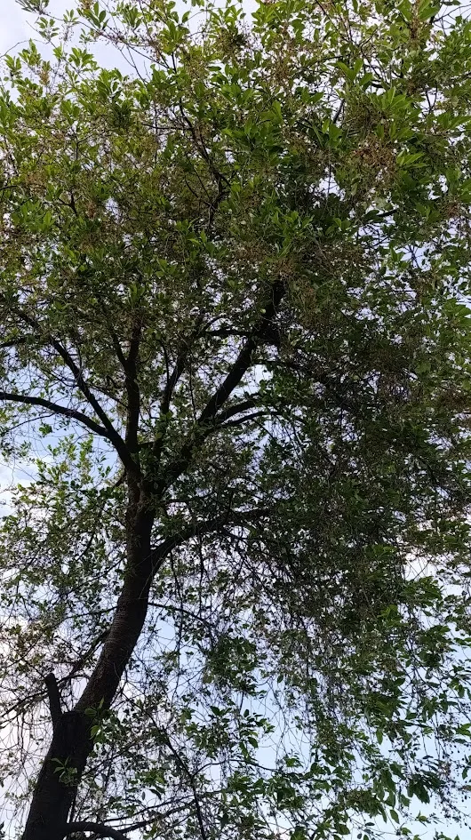 Вишня (старое дерево, сорт неизвестен)
