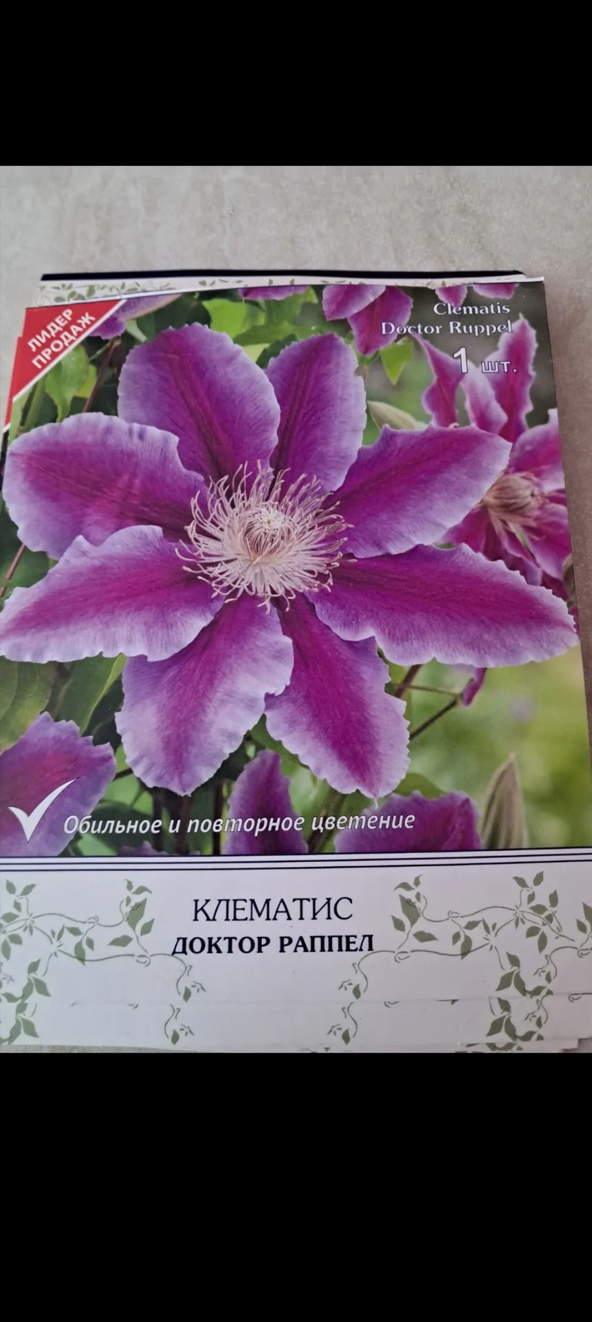 Клематис Доктор Раппел зацветает.
