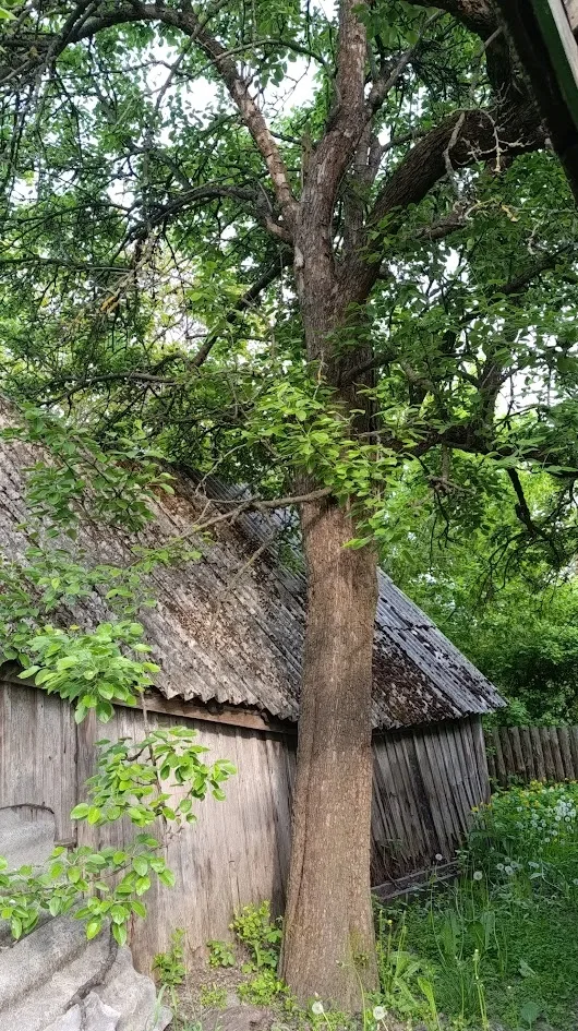 Старая груша